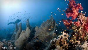 Diving in Sharm by Pietro Formis 